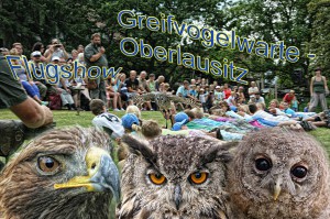Flugshow Greifvogelwarte Oberlausitz Lawalde @ Greifvogelwarte-Oberlausitz  | Lawalde | Sachsen | Deutschland