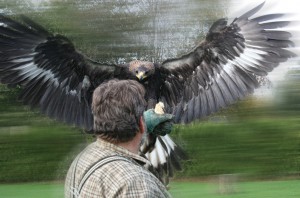 Flugshows in der Greifvogelwarte Oberlausitz in Lawalde